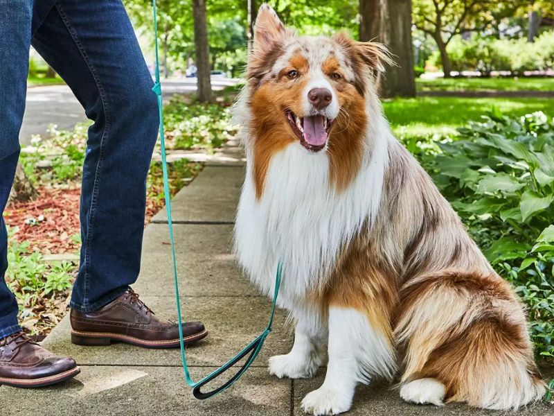 How To Teach A Dog To Heel? Best Tips For Naughty Friends