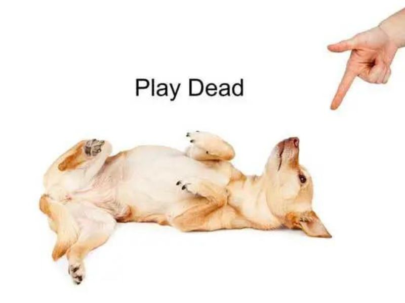 How To Teach A Dog To Play Dead On Command In 5 Easy Steps