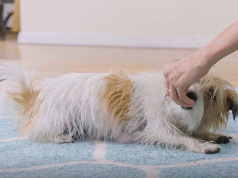 How To Teach A Dog To Play Dead On Command In 5 Easy Steps