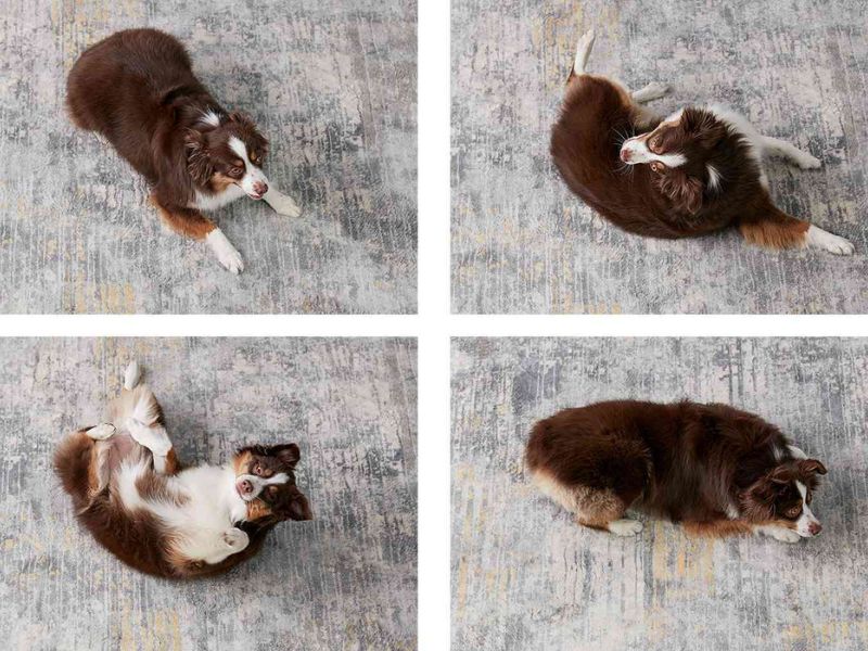 How To Teach A Dog To Roll Over On Command In 3 Easy Parts