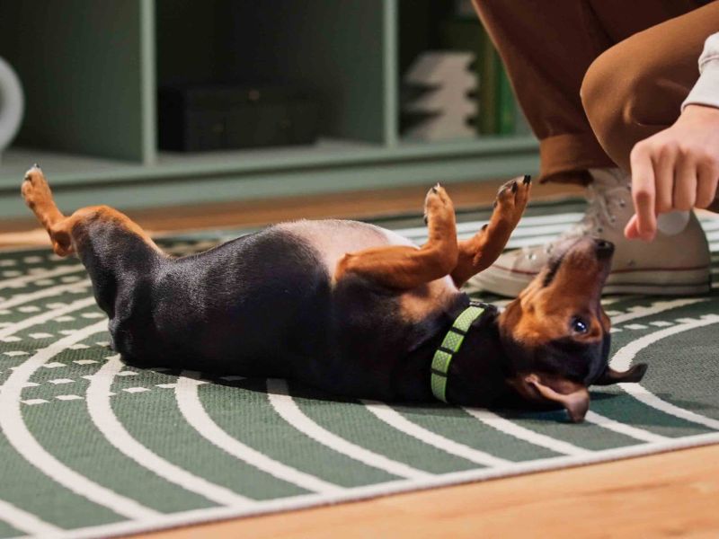 How To Teach A Dog To Roll Over On Command In 3 Easy Parts