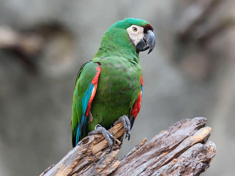 10 Popular Types Of Macaws That Make Great Pets