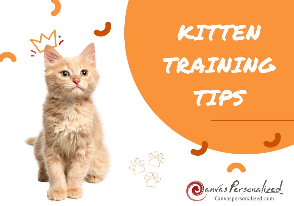 10 Best Kitten Training Tips For Beginners You Can't Ignore