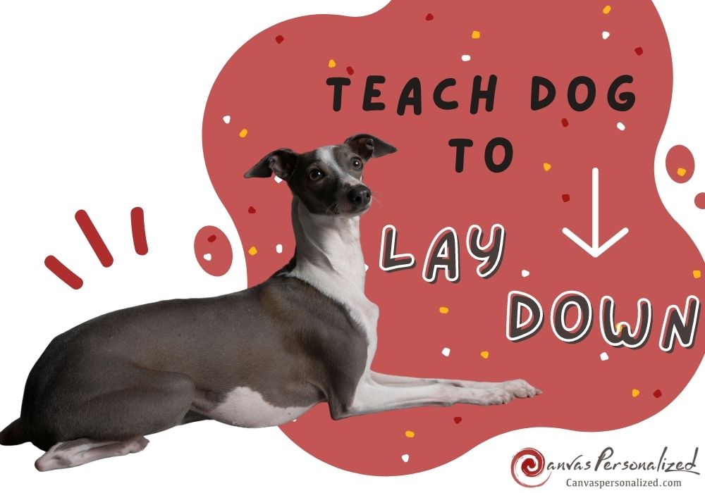 Easy Way To Teach Your Dog To Lay Down For Beginners (2022)