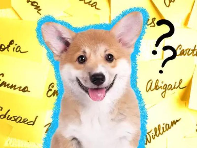 How To Teach A Dog Its Name In 4 Foolproof StepsNew Tricks