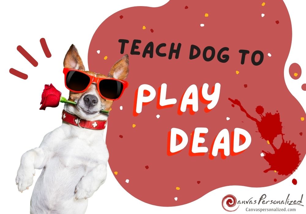 How To Teach A Dog To Play Dead On Command In 5 Easy Steps