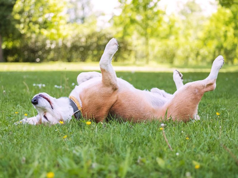 How To Teach A Dog To Play Dead On Command In 5 Easy Steps