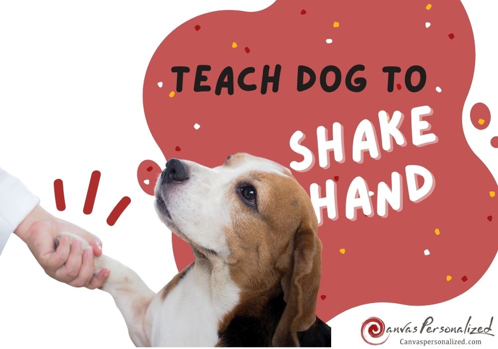 How To Teach A Dog To Shake Hands Quickly With 6 Easy Steps
