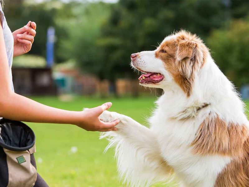 How To Teach A Dog To Shake Hands Quickly With 6 Easy Steps