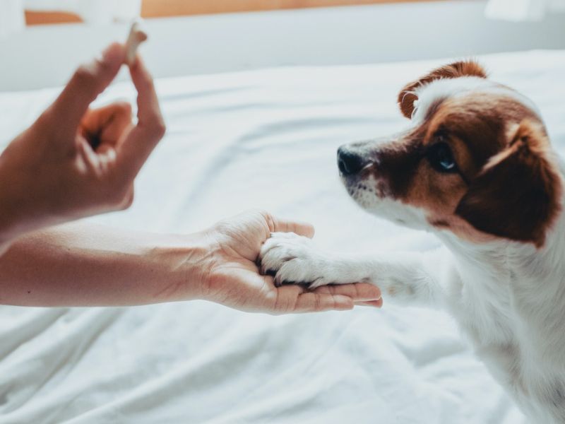 How To Teach A Dog To Shake Hands Quickly With 6 Easy Steps