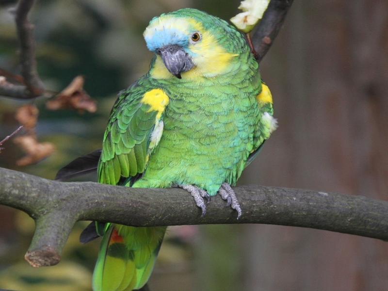 10 Types Of Amazon Parrots To Keep As Awesome Pets