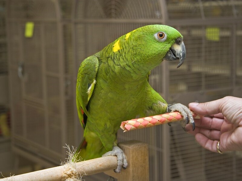 10 Types Of Amazon Parrots To Keep As Awesome Pets