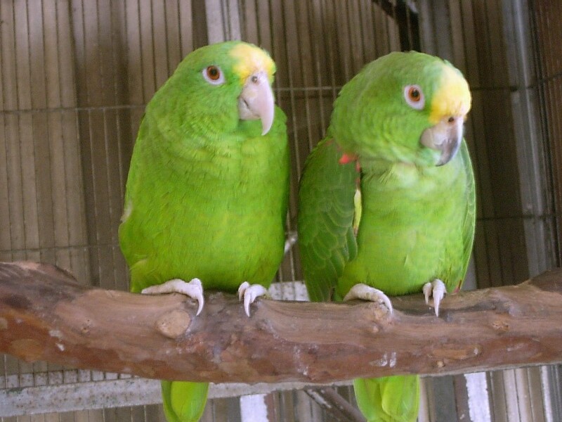 10 Types Of Amazon Parrots To Keep As Awesome Pets