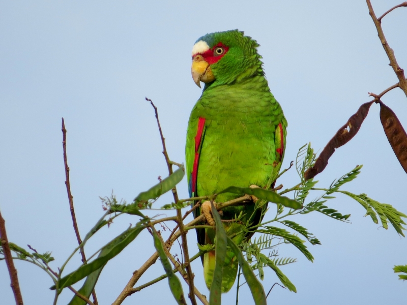 10 Types Of Amazon Parrots To Keep As Awesome Pets