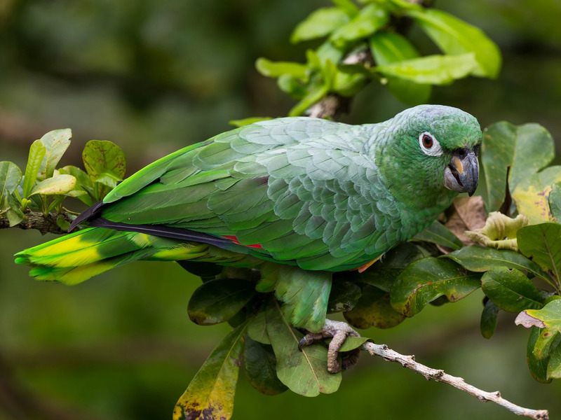 10 Types Of Amazon Parrots To Keep As Awesome Pets