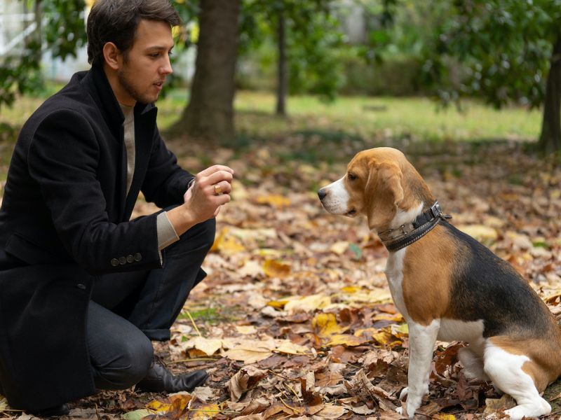 Beagle Dog Breed Discover The Playful Companion To Care For