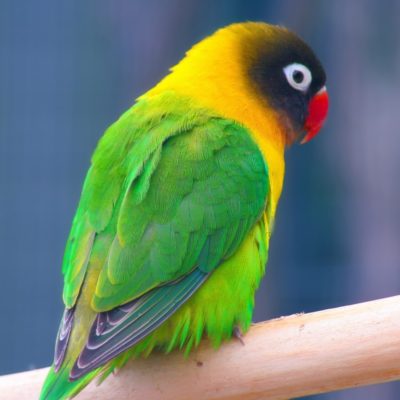 9 The Most Popular Types Of Lovebirds As Stunning Pets