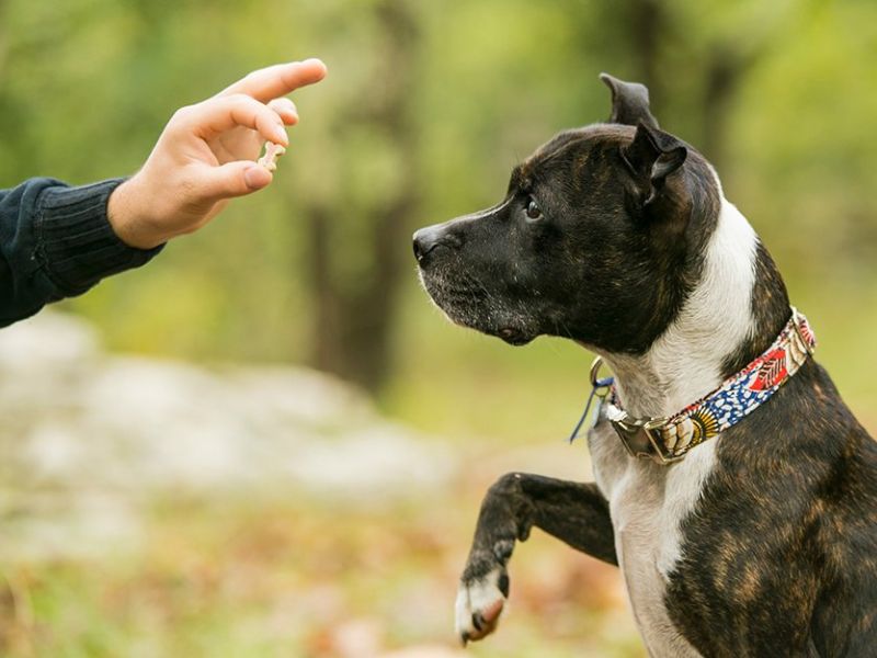 How To Teach A Dog To Shake Hands Quickly With 6 Easy Steps