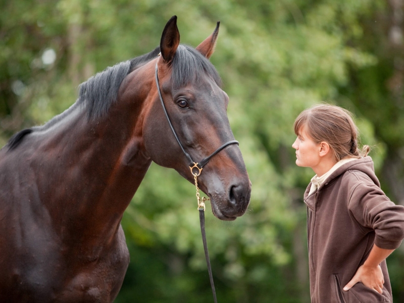 Comprehensive The Thoroughbred Horse Breed Info (2023)