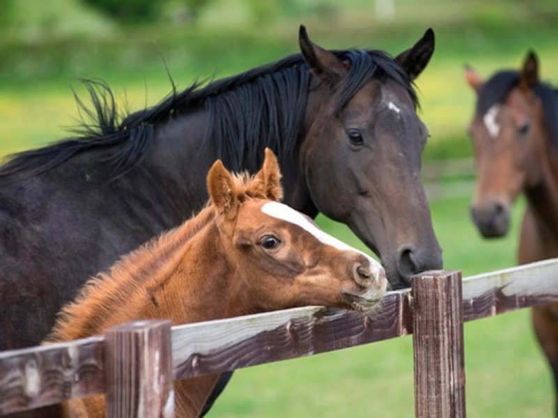 Comprehensive The Thoroughbred Horse Breed Info (2023)