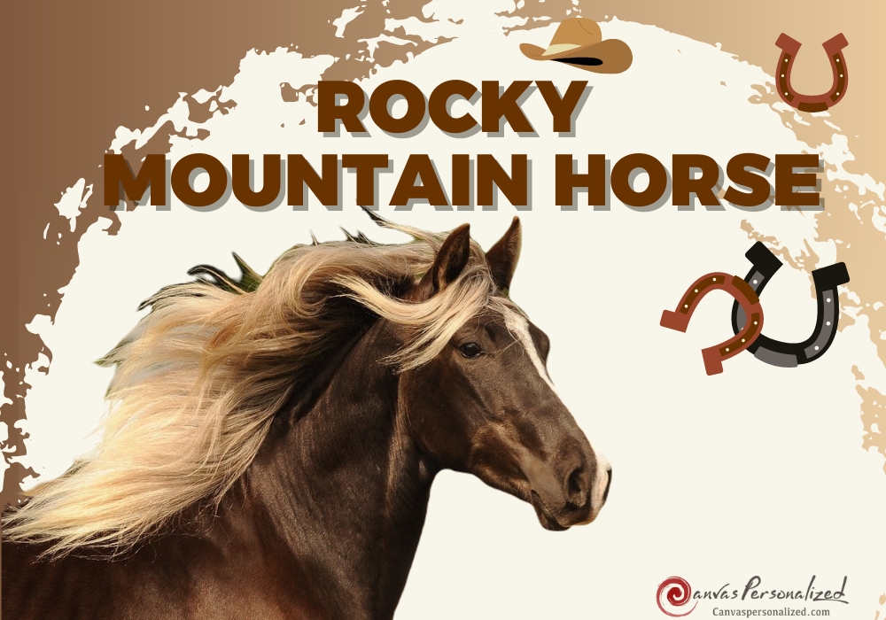 Discover The Rocky Mountain Horse Beauty And Versatility Breed