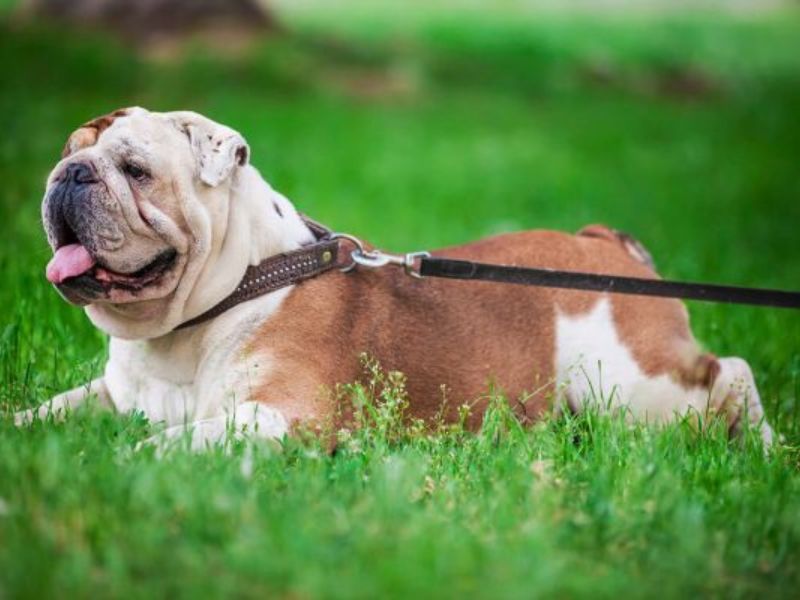 English Bulldog Breed The Ultimate Guide To Adopt And Care