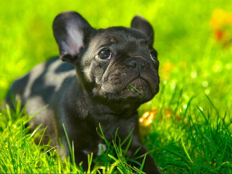 The French Bulldog Breed Key Traits, Care, And Fun Facts