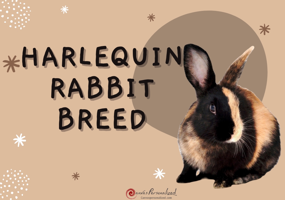 Canvas Personalized Blog Discover Helpful Pet Information