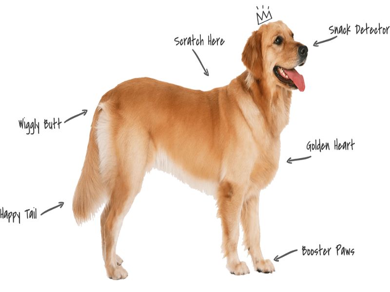 Golden Retriever Dog Essential Guide And Facts To Take Care