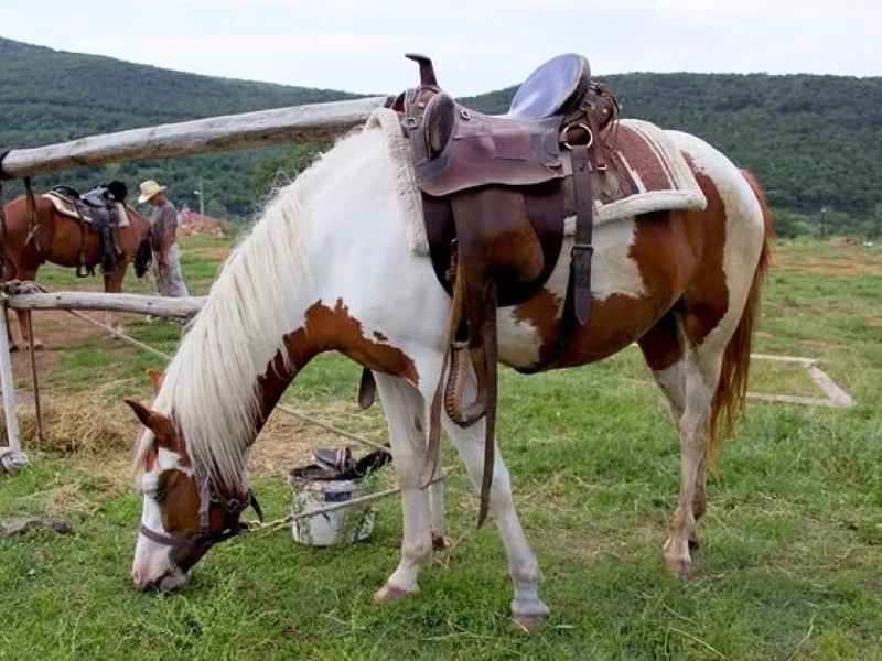 Spotted Saddle Horse Breed The Perfect Equine With A Distinctive Look