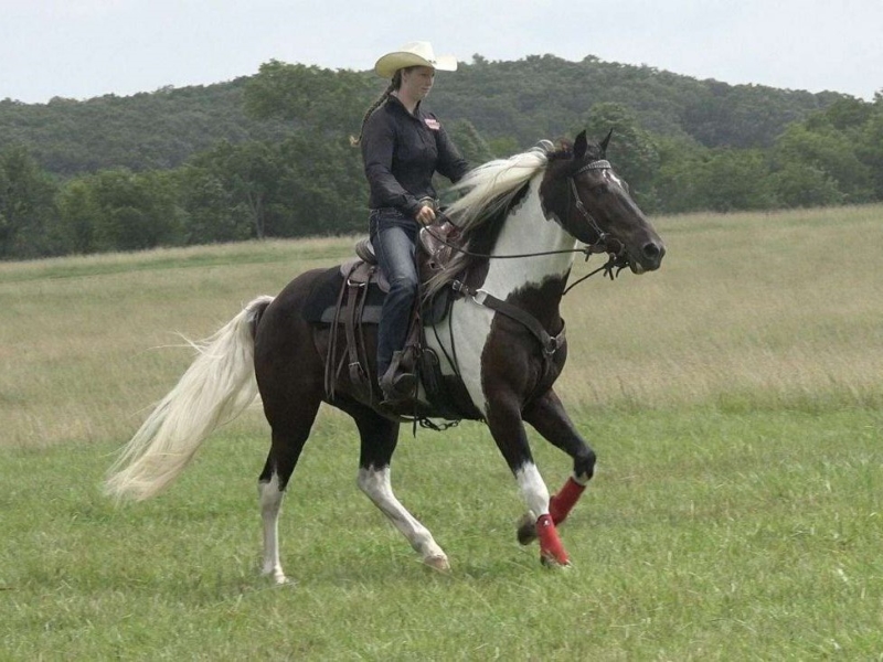 Spotted Saddle Horse Breed The Perfect Equine With A Distinctive Look