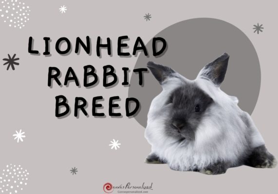 canvas-personalized-blog-discover-helpful-pet-information