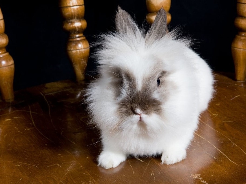 Why Lionhead Rabbit Breed Is The Best Pet: A Comprehensive Guide