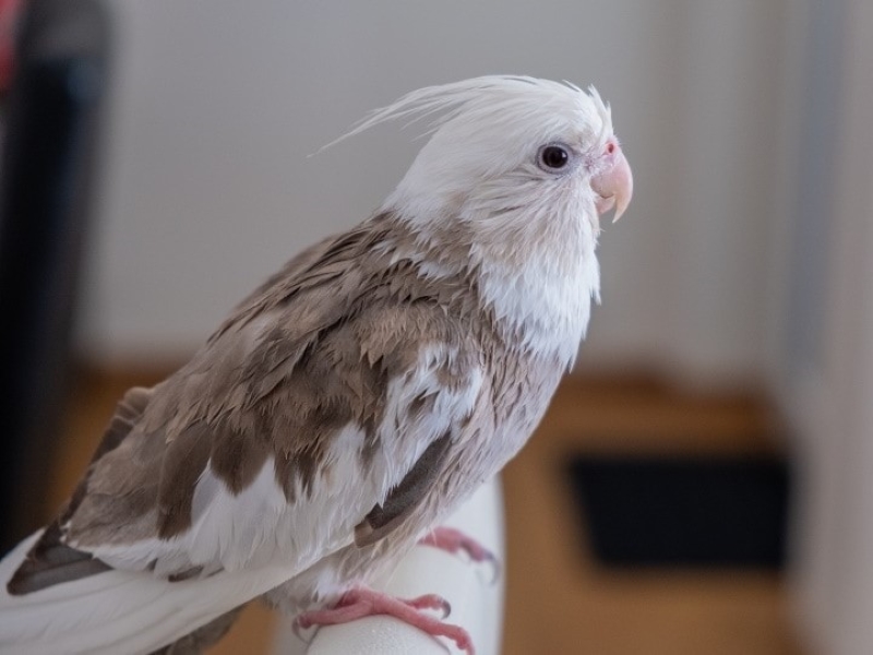11 Types Of Cockatiels A Detailed Guide (with Pictures)
