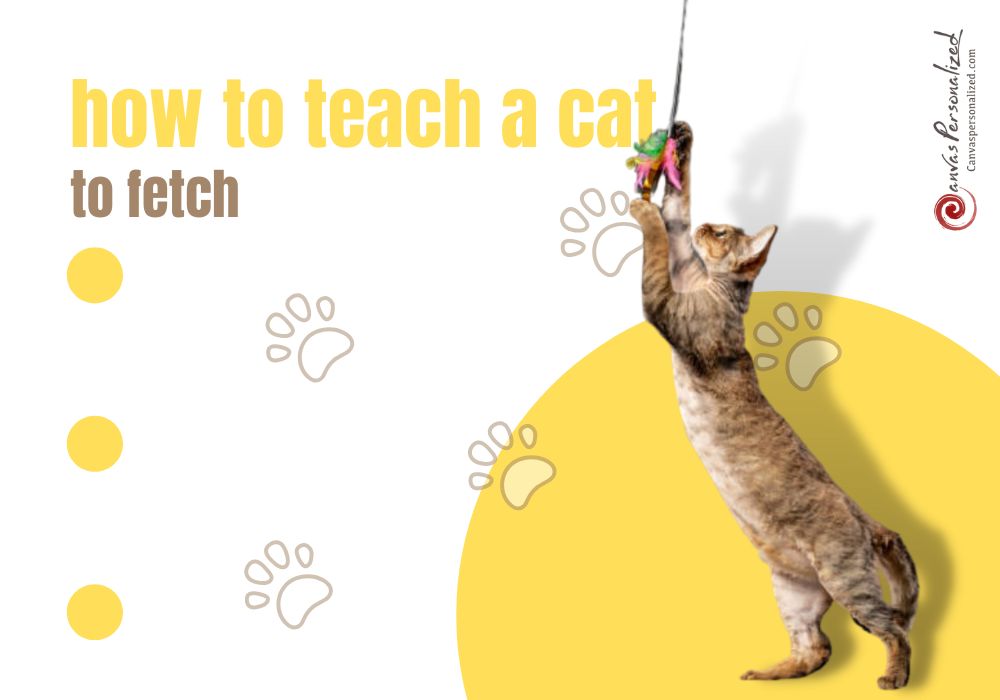 How To Teach A Cat To Sit Quickly With 2 Ultimate Methods?
