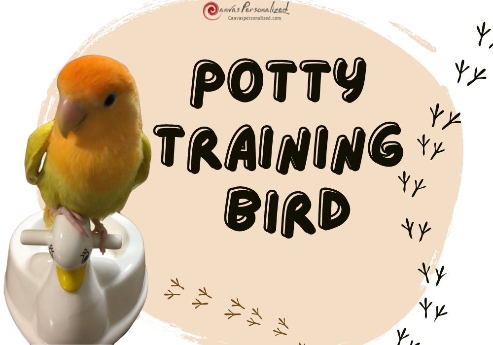 Say Goodbye To Messes Potty Training Bird Tips And Tricks