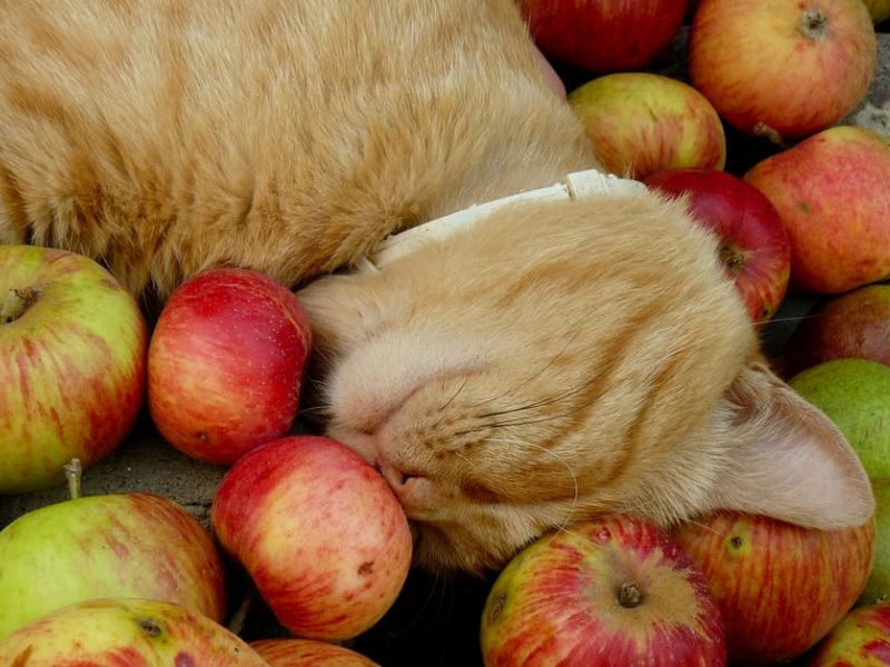 Can Cats Eat Apples? An Vetapproved Guide To Feed Your Cat