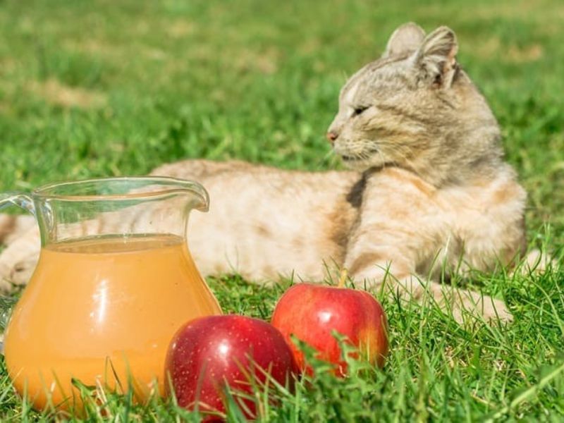 Can Cats Eat Apples? An Vetapproved Guide To Feed Your Cat