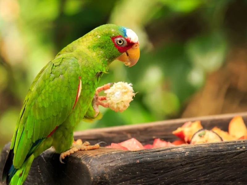 10 Types Of Amazon Parrots To Keep As Awesome Pets