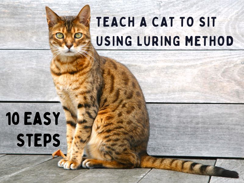 How To Teach A Cat To Sit Quickly With 2 Ultimate Methods?