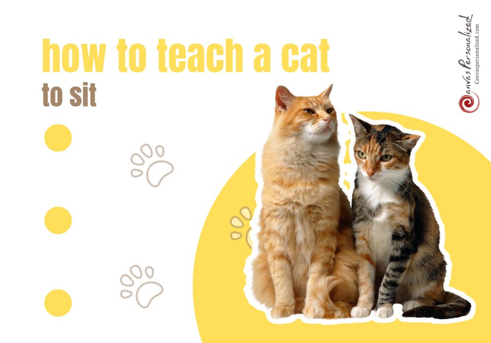 How To Teach A Cat To Sit Quickly With 2 Ultimate Methods?