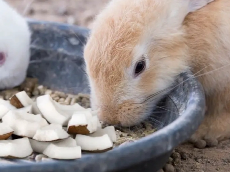 Can Rabbits Eat Coconut Safely The Best Advice & Tips (2023)