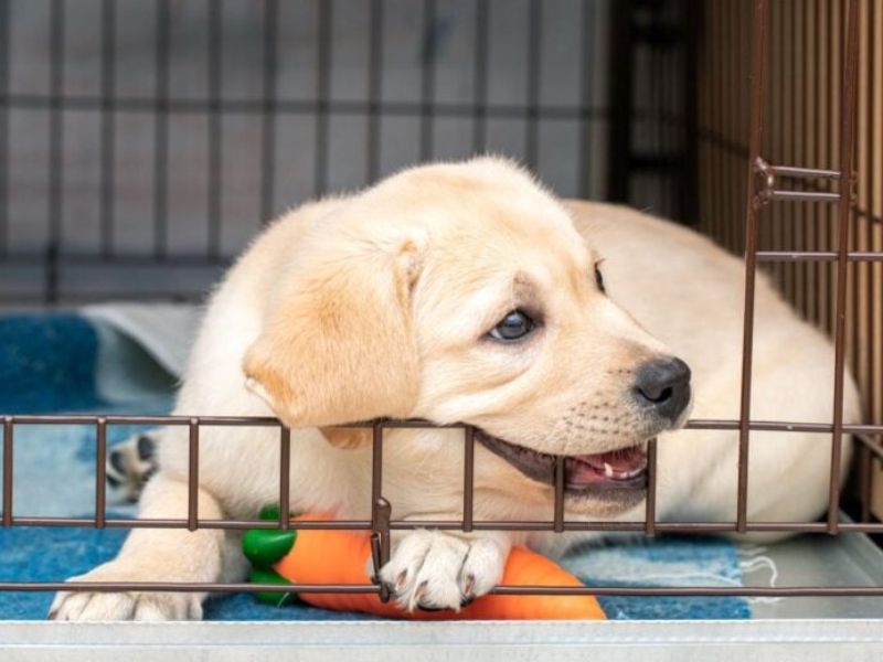 10 Crate Games For Dogs To Keep Your Pup Happy & Entertained