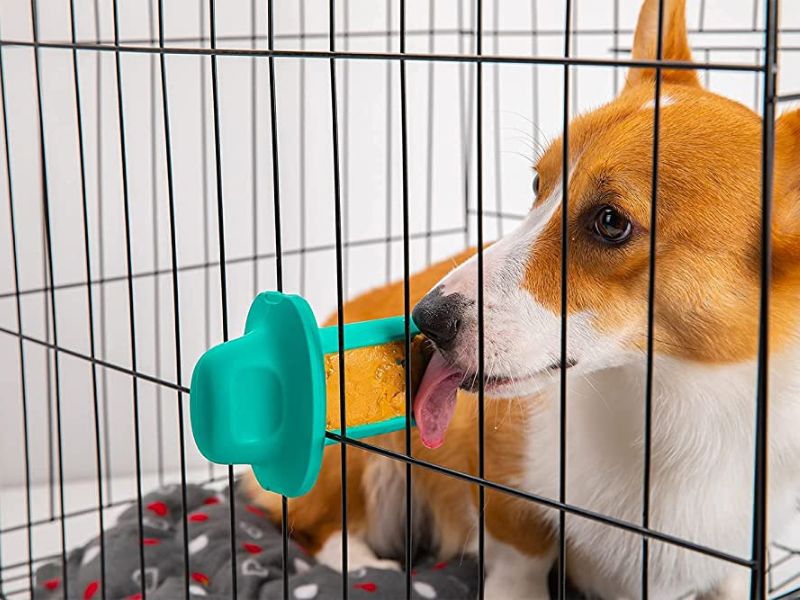 10 Crate Games For Dogs To Keep Your Pup Happy & Entertained