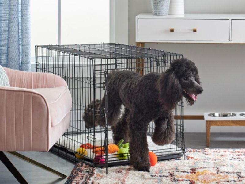 10 Crate Games For Dogs To Keep Your Pup Happy & Entertained