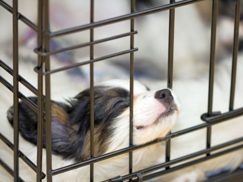 10 Crate Games For Dogs To Keep Your Pup Happy & Entertained