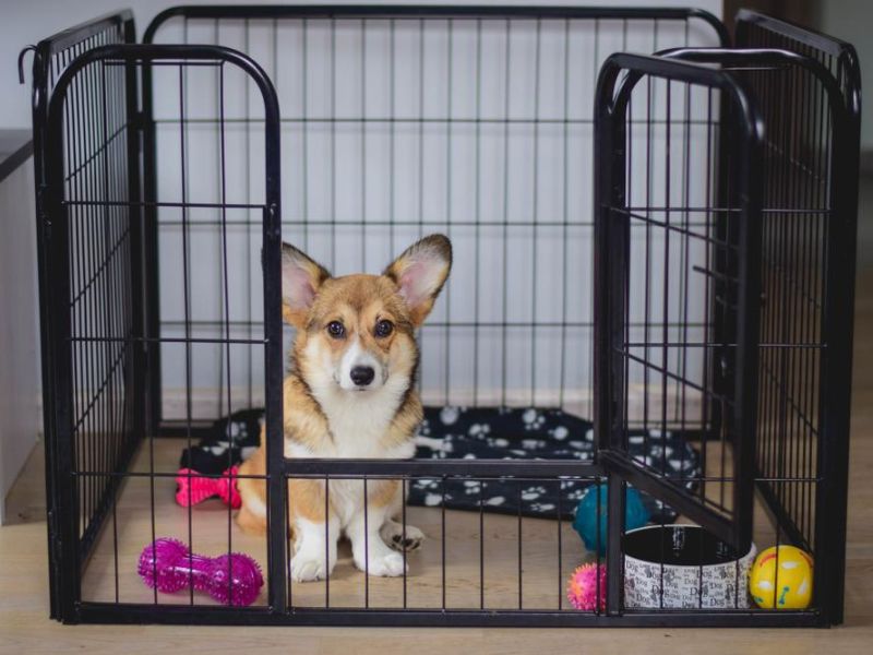 10 Crate Games For Dogs To Keep Your Pup Happy & Entertained
