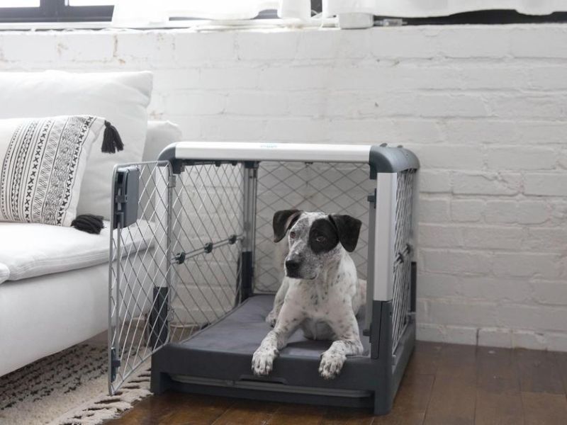 10 Crate Games For Dogs To Keep Your Pup Happy & Entertained