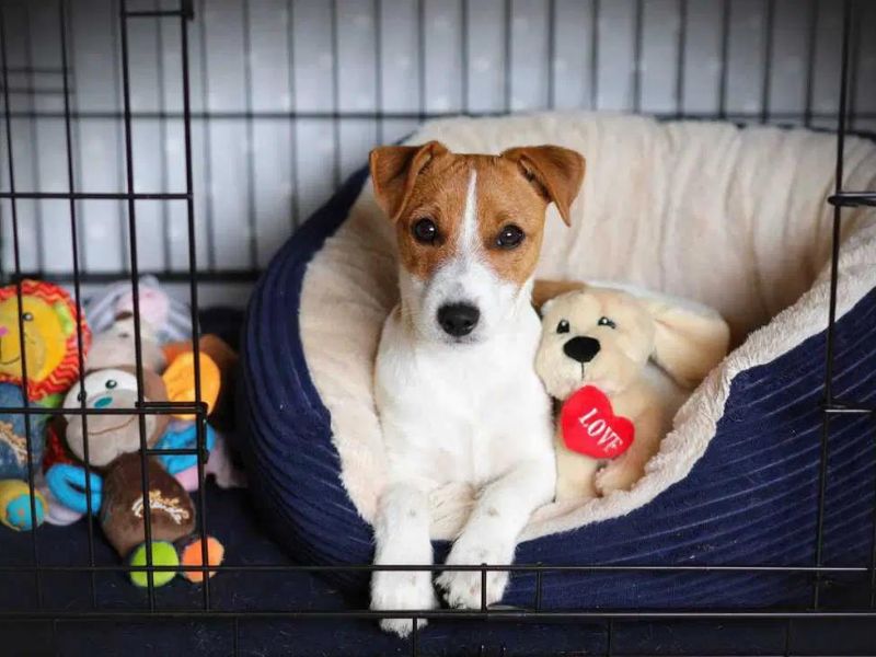 10 Crate Games For Dogs To Keep Your Pup Happy & Entertained