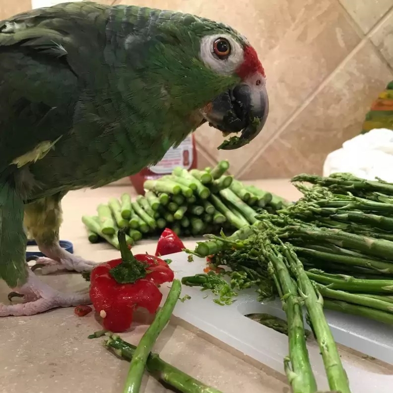 Healthy Pet Bird Diets Can Parrots Eat Asparagus?